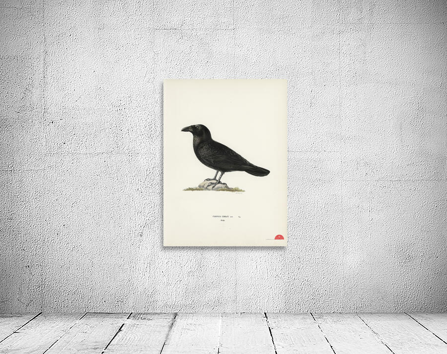 Common raven Corvus corax Wall Preview