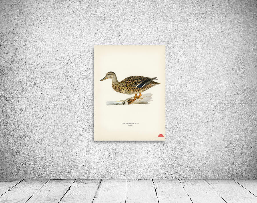 Mallard female Anas platyrhynchos Wall Preview