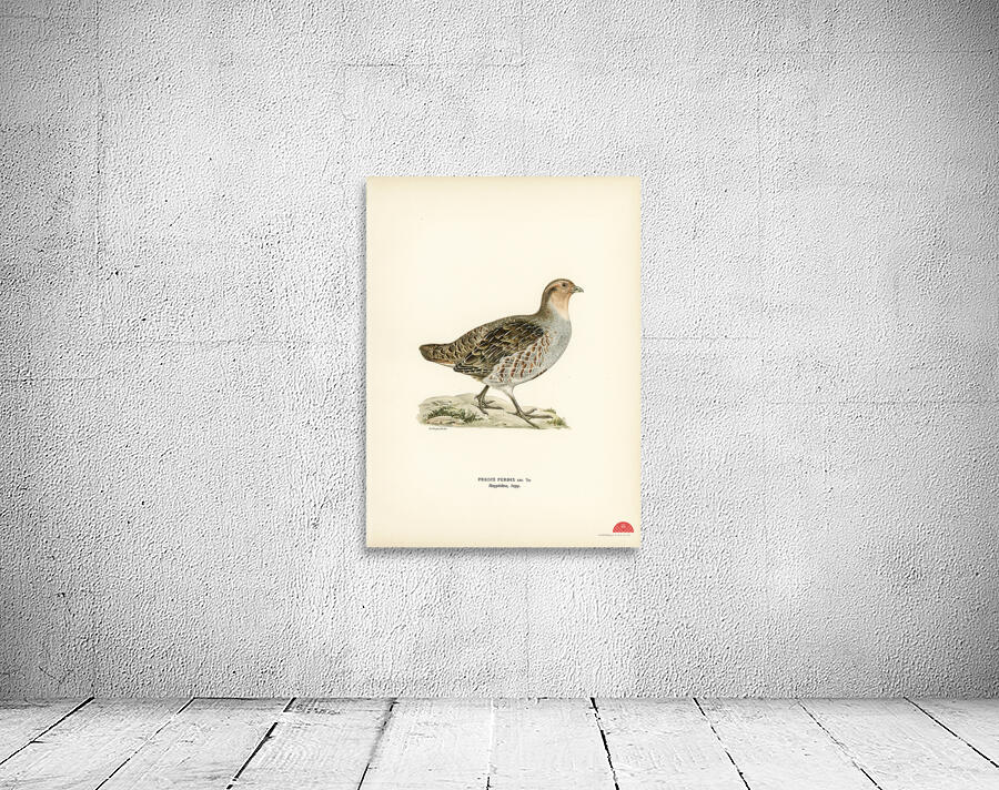 Grey partridge Perdix perdix Wall Preview