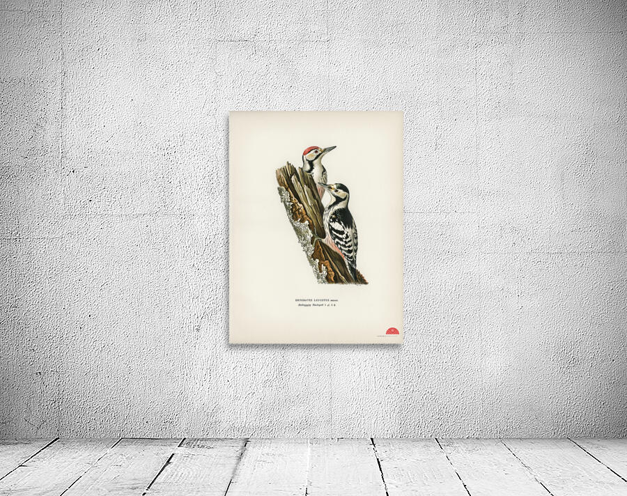 White-backed woodpecker 1♀  2♂ Dryobates leucotus Wall Preview