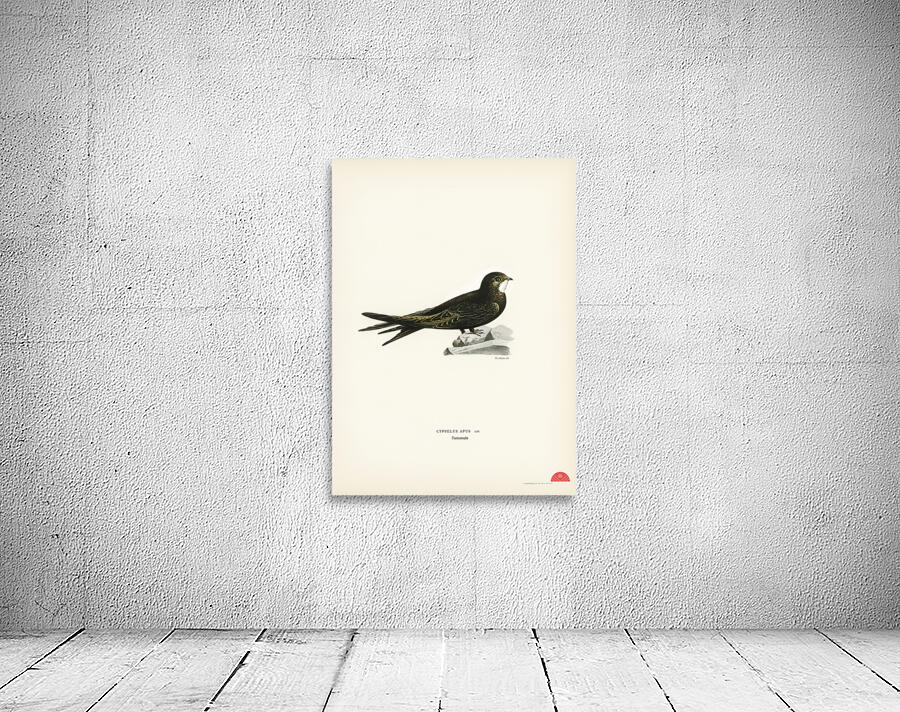 The Common Swift Cypselus Apus Wall Preview