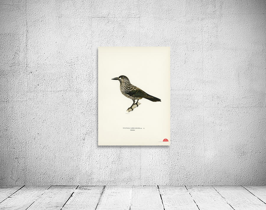 Spotted Nutcracker Nucifraga caryocatactes Wall Preview