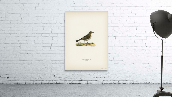Meadow pipit Anthus pratensis Wall Preview