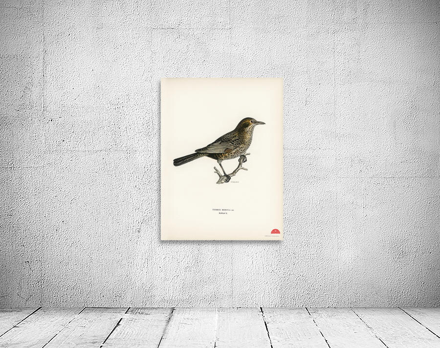 Blackbird ♀ Turdus merula Wall Preview