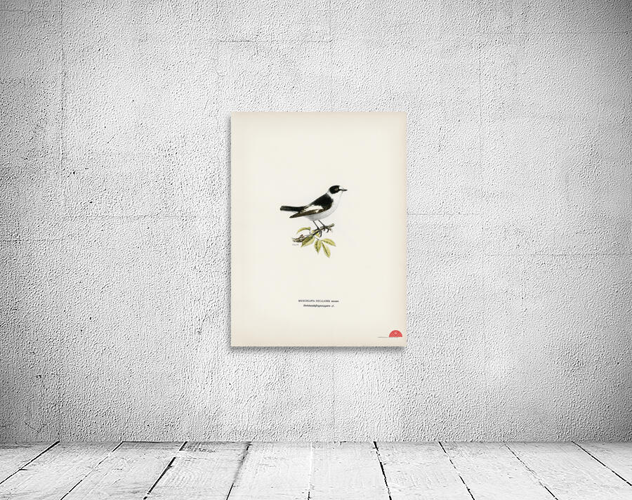 Collared flycatcher Muscicapa collaris Wall Preview