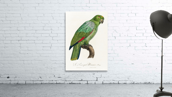 Red-and-blue amazon  Wall Preview