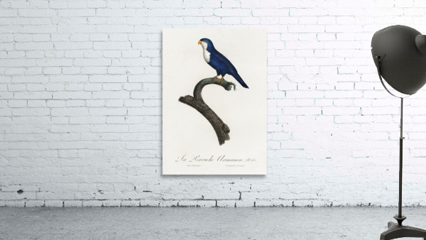 Arimanon parakeet  Wall Preview