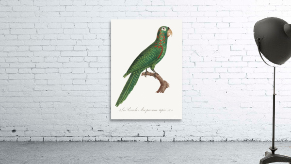 Red-spectacled amazon  Wall Preview