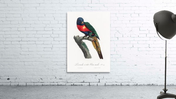 Plum-headed parakeet  Wall Preview