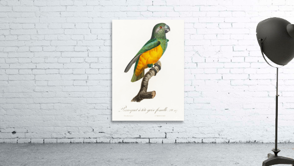 Senegal parrot  Wall Preview