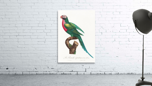 Moustached parakeet  Wall Preview