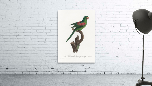 Red-throated conure  Wall Preview