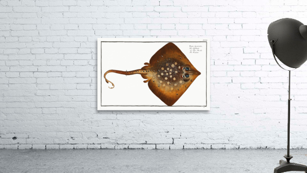 Thornback Raja clavata Wall Preview