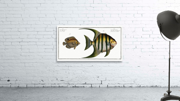 1. Chaetodon Plümieri 2. Chaetodon ocellatus Wall Preview