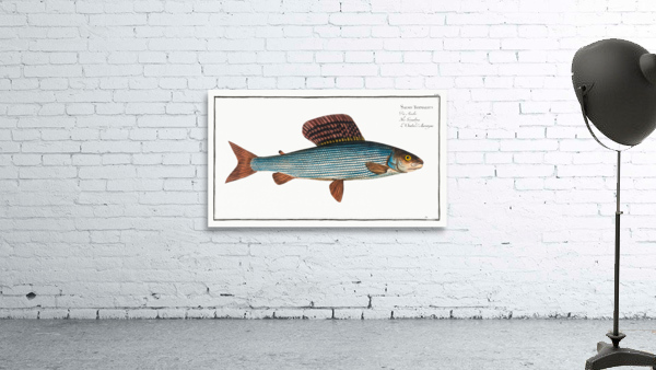 Grayling Salmo Thymallus Wall Preview