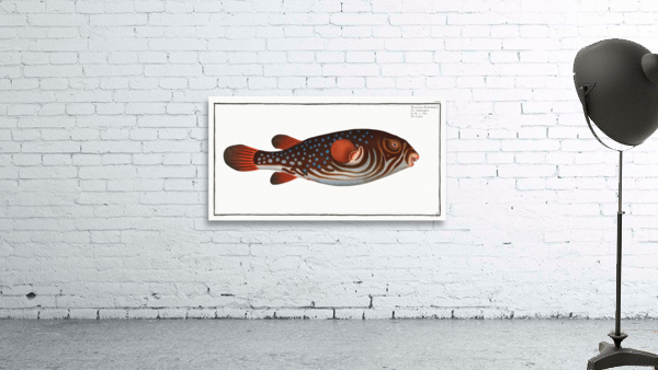 Toadfish Tetrodon Testudineus Wall Preview