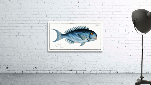 Bleu-Fish Coryphaena coerulea Wall Preview