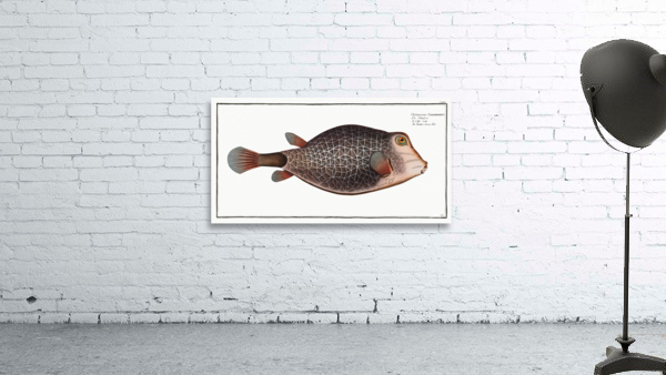 Knitted Trunk-Fish Ostracion Concatenatus Wall Preview