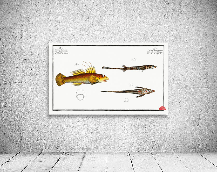 1. 2. Cottus monopterigius 3. Gobius Plümieri Wall Preview