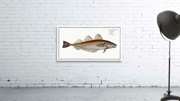 Whiting Gadus Merlangus Wall Preview