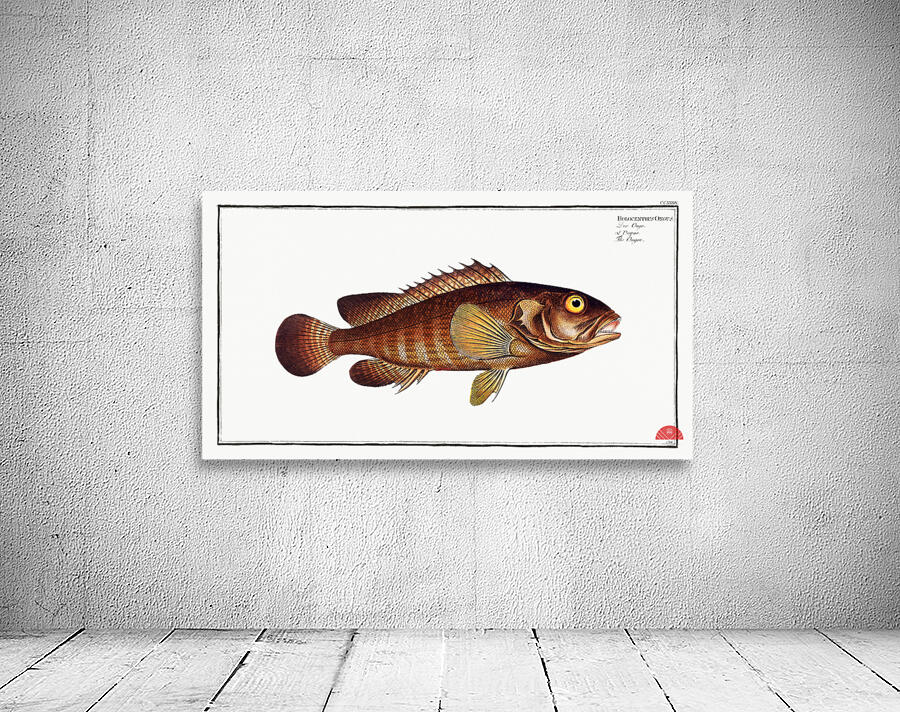 Ongoe Holocentrus ongus Wall Preview