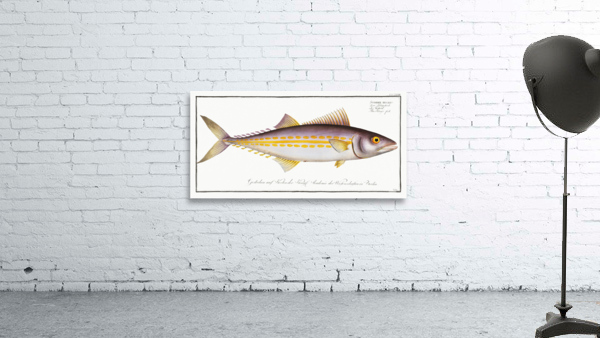 Kings fish Scomber regalis Wall Preview