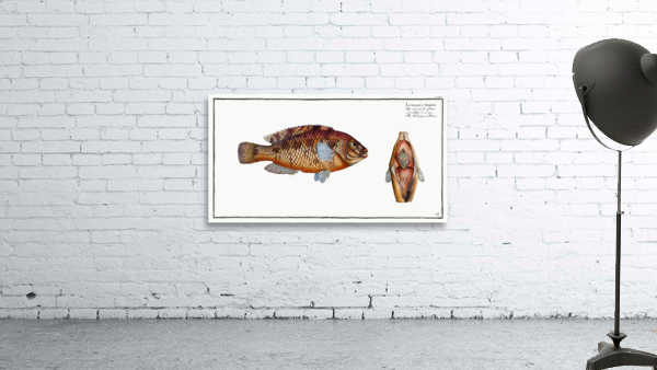 Norvegian Lutian Lutianus Norve Wall Preview