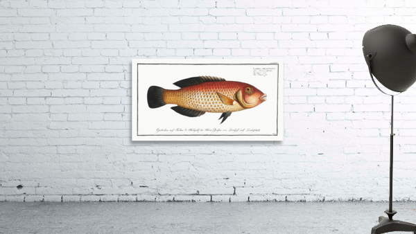 Black-fin Labrus melapterus Wall Preview