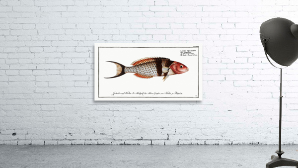 Double-Streaked Wrasse Labrus bifasciatus Wall Preview