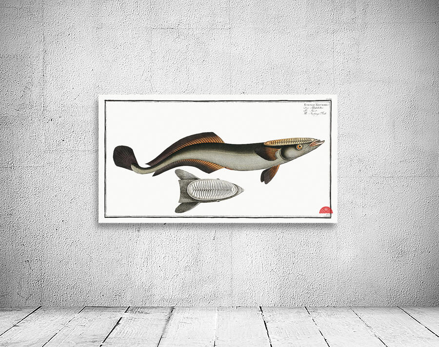 Sucking-Fish Echeneis Neucrates Wall Preview