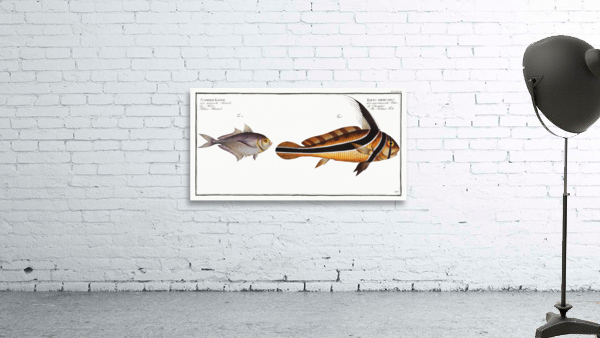 1. Ribban-Fish Eques americanus 2. Kleins Mackrel Scomber Kleinii Wall Preview