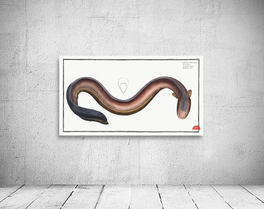 Electric-Eel Gymnotus Electricus Wall Preview