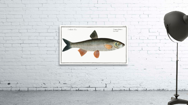 Dobula Cyprinus Dobula Wall Preview