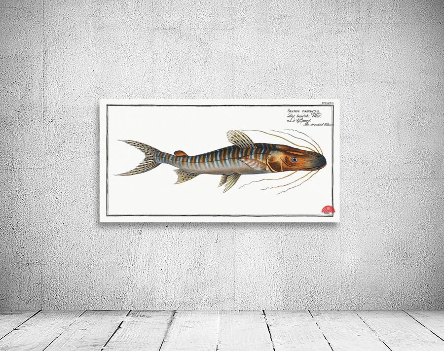 Streaked Silure Silurus fasciatus Wall Preview
