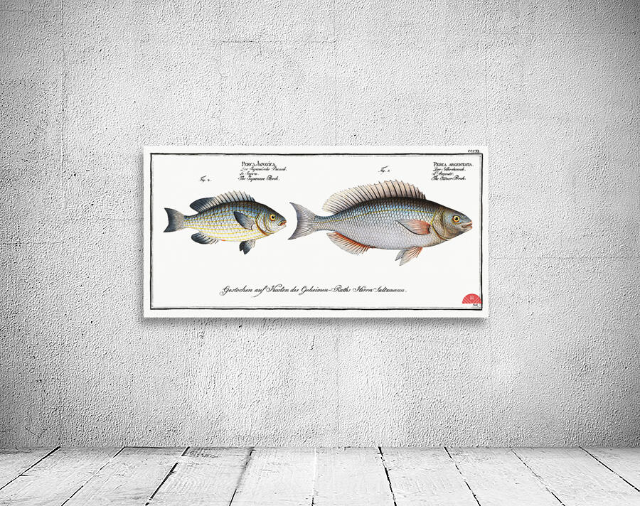 1. Silver-Perch Perca argentata 2. Japanese Perch Perca Japonica Wall Preview