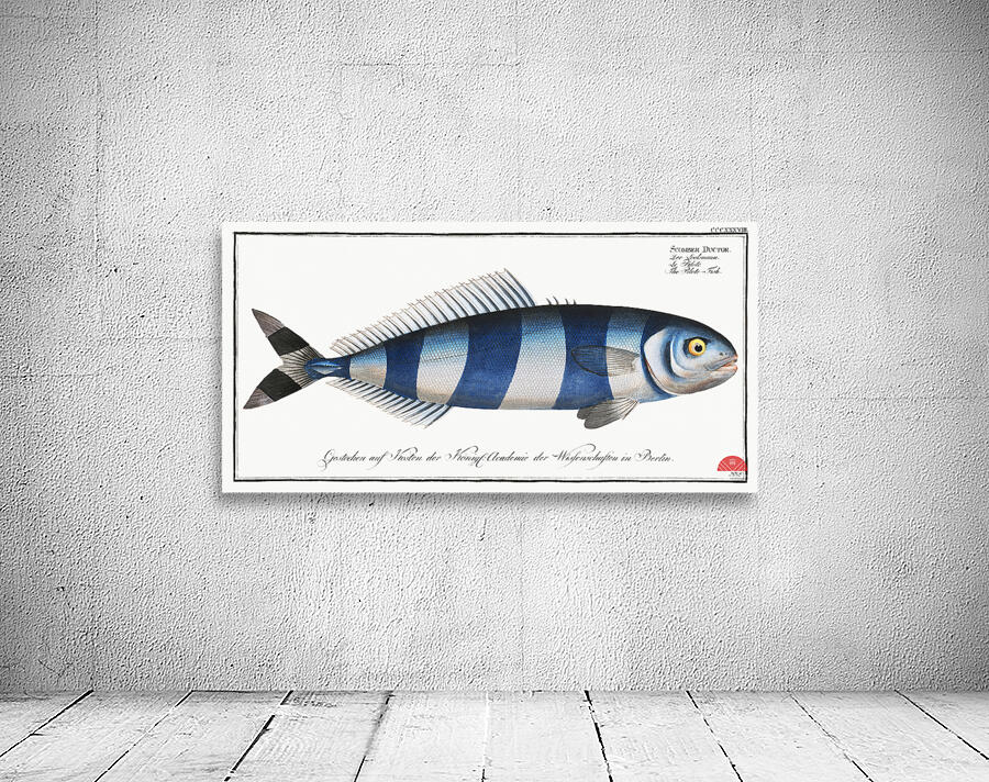 Pilote-Fish Scomber Ductor Wall Preview