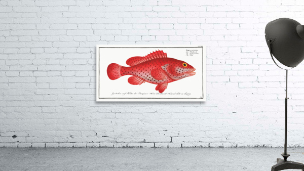 Hind Perca Guttata Wall Preview