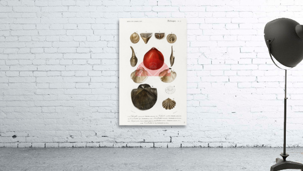 Different types of mollusks Wall Preview