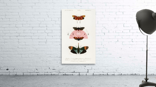 Collection of moths Wall Preview