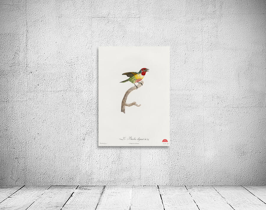 Giant mantis shrimp Squilla Maculata Wall Preview