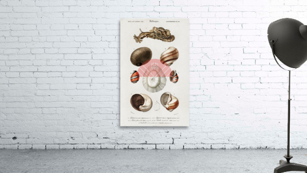 Different types of mollusks Wall Preview