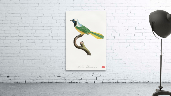 Different types of mollusks Wall Preview