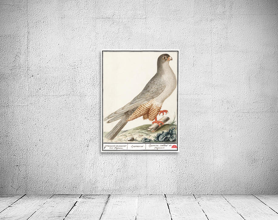 Red-footed falcon vintage style Wall Preview