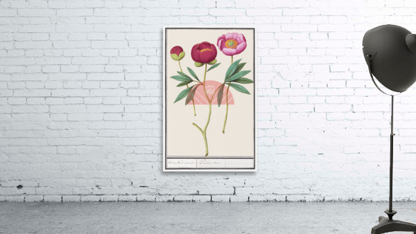 Peony in vintage style Wall Preview