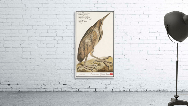 Bittern in vintage style Wall Preview