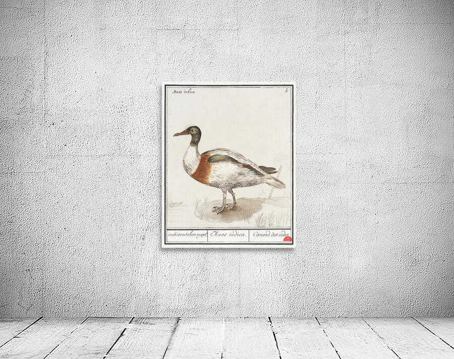 Indian runner duck in vintage style Wall Preview