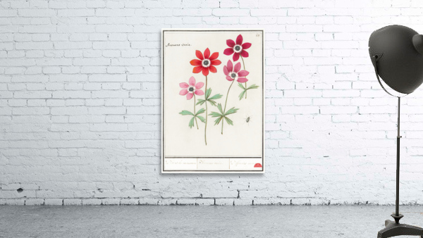 Anemone in vintage style Wall Preview