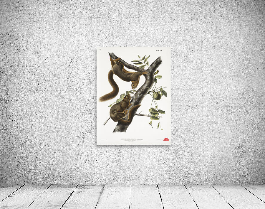 Orange-bellied Squirrel Sciurus sub-auratus  Wall Preview