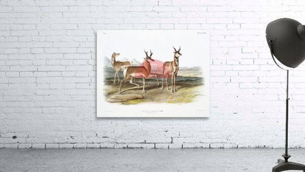 Prong-horned Antelope Antilope Americana  Wall Preview