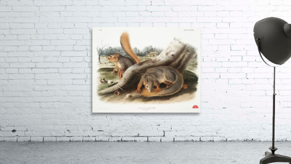 Squirrel Sciurus Sayi  Wall Preview